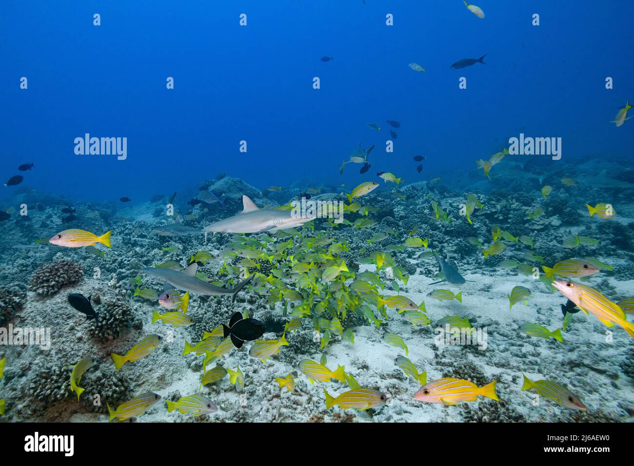 Juvenile Graue Riffhaie, Carcharhinus amblyrhynchos und blaureifer Schnapper oder Taape, Lutjanus kasmira, Mahaiula, North Kona, Hawaii, USA Stockfoto