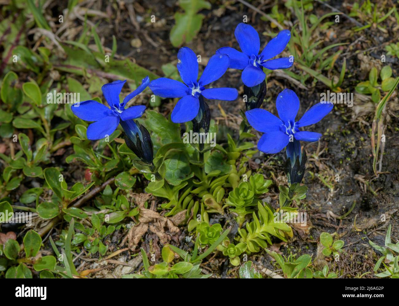 Gentiana bavarica -Fotos und -Bildmaterial in hoher Auflösung – Alamy