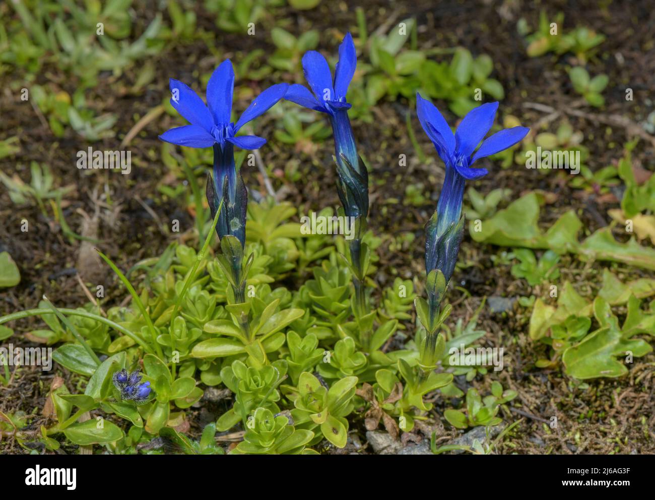 Gentiana bavarica -Fotos und -Bildmaterial in hoher Auflösung – Alamy