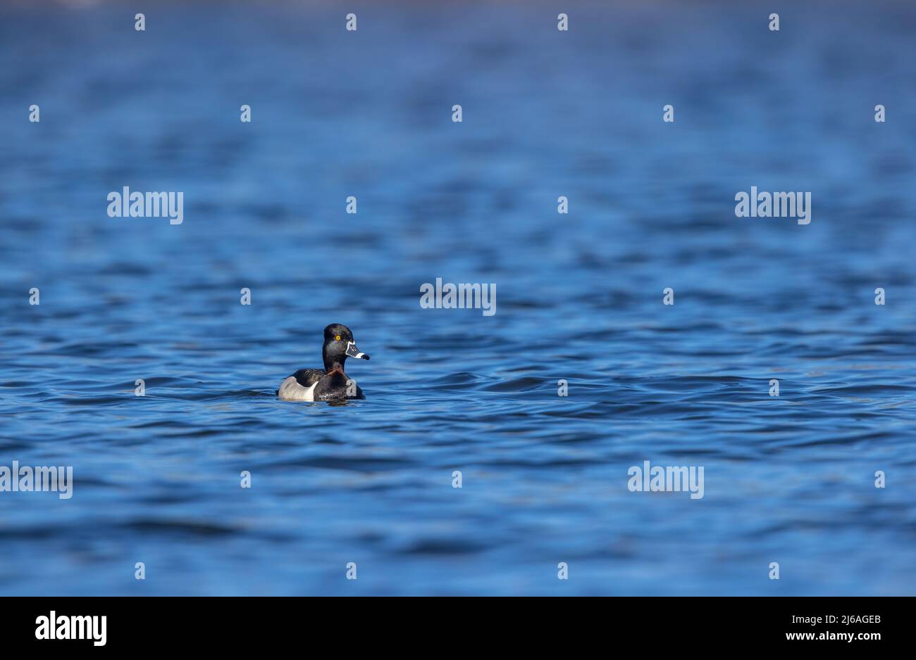 Ringelhalsente, die in einem Feuchtgebiet im Norden von Wisconsin schwimmt. Stockfoto