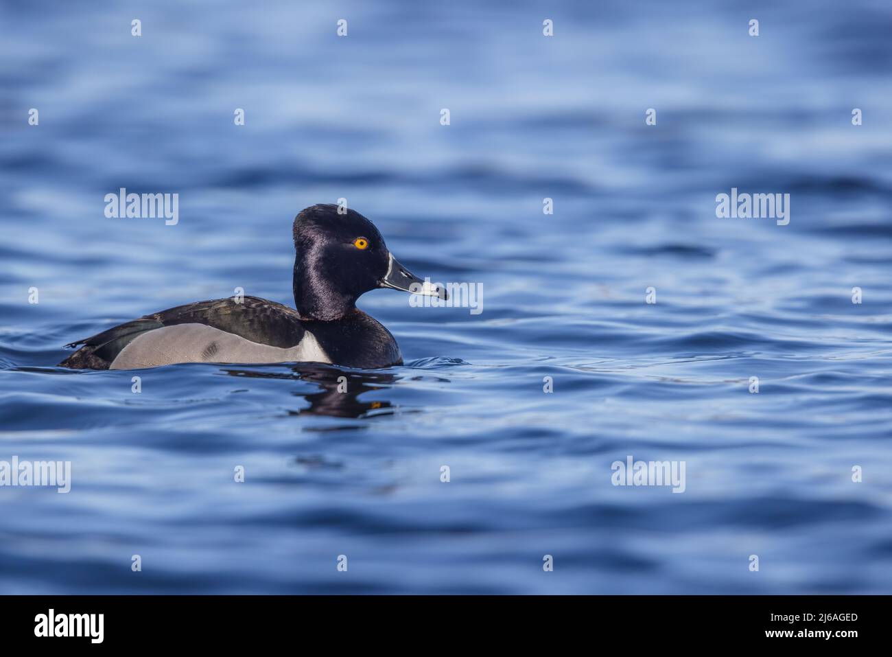 Ringelhalsente, die in einem Feuchtgebiet im Norden von Wisconsin schwimmt. Stockfoto