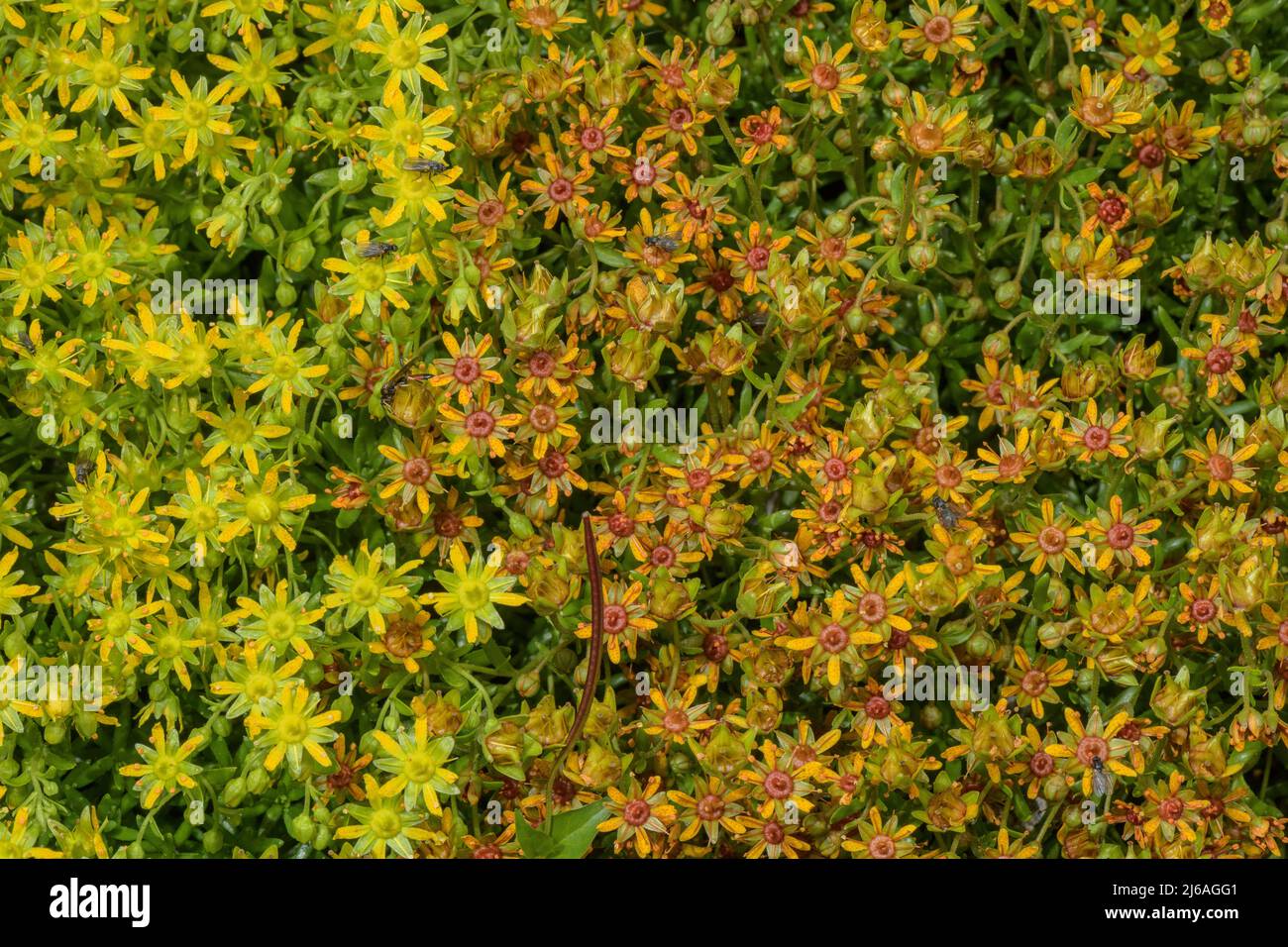 Gelbe Bergsaxifrage, Saxifraga aizoides, blühend auf feuchtem sauren Hang. Sowohl gelbe als auch orangefarbene Farbformen. Stockfoto