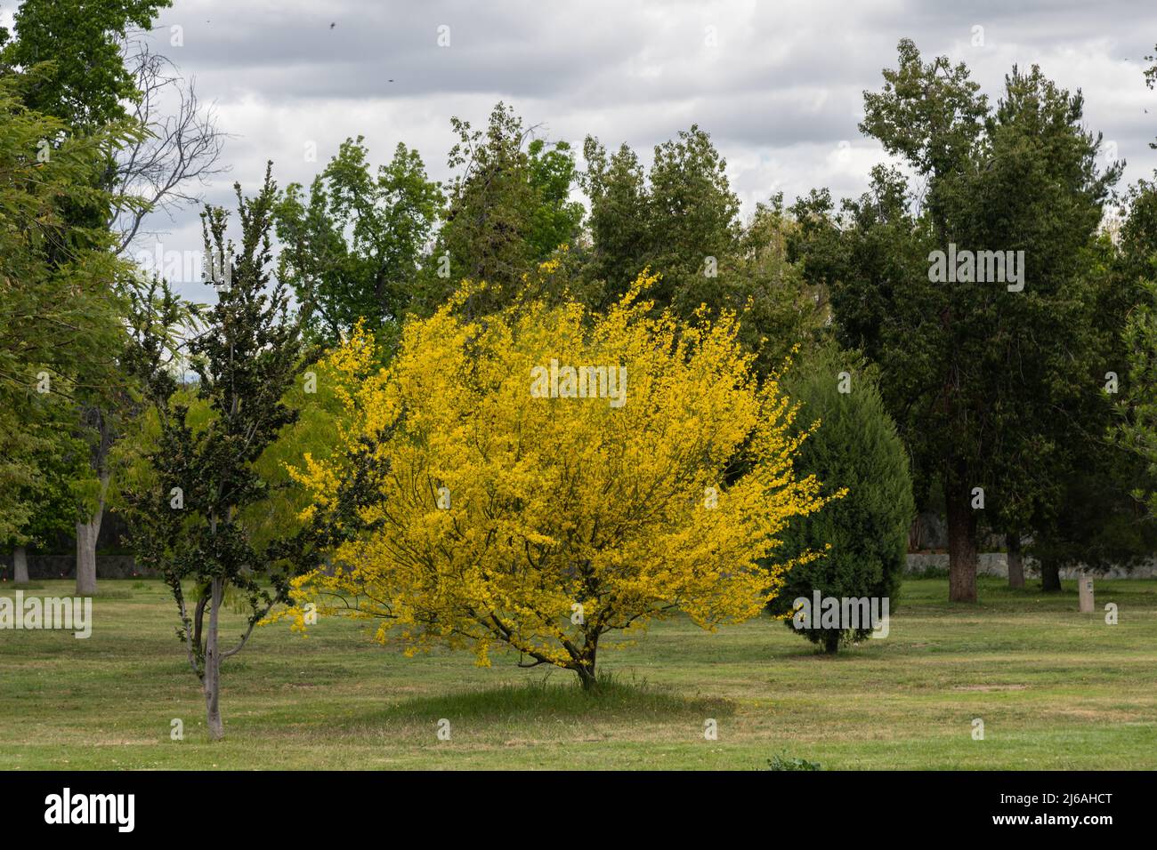 Schöner, blühender gelber Palo Verde Baum im Lake Balboa Park, Los Angeles, Kalifornien Stockfoto