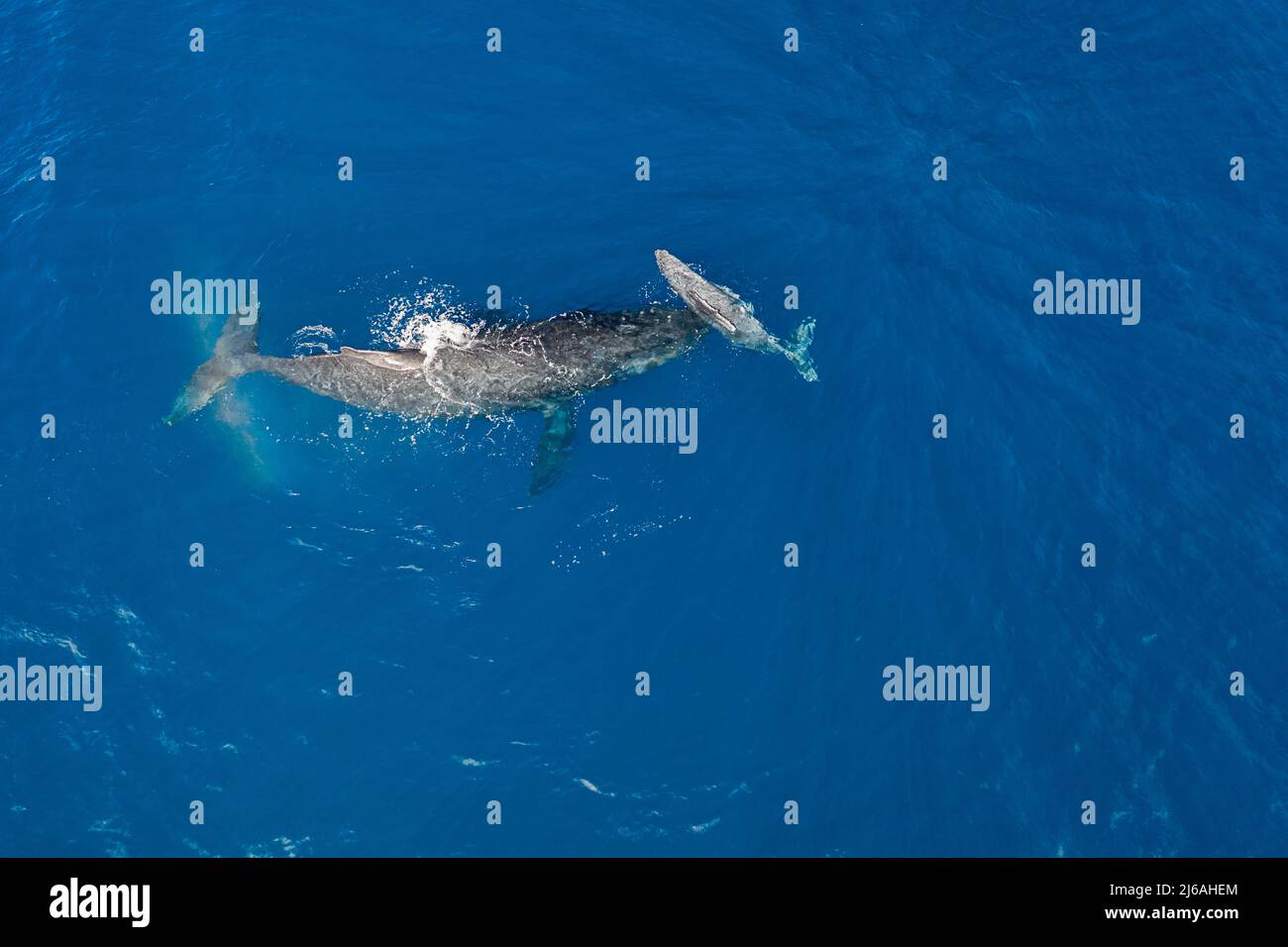 Luftaufnahme von Buckelwalen, Megaptera novaeangliae, Mutter mit Kalb, der sich über ihr Podest nach oben rollt, West Maui, Hawaii, USA Stockfoto