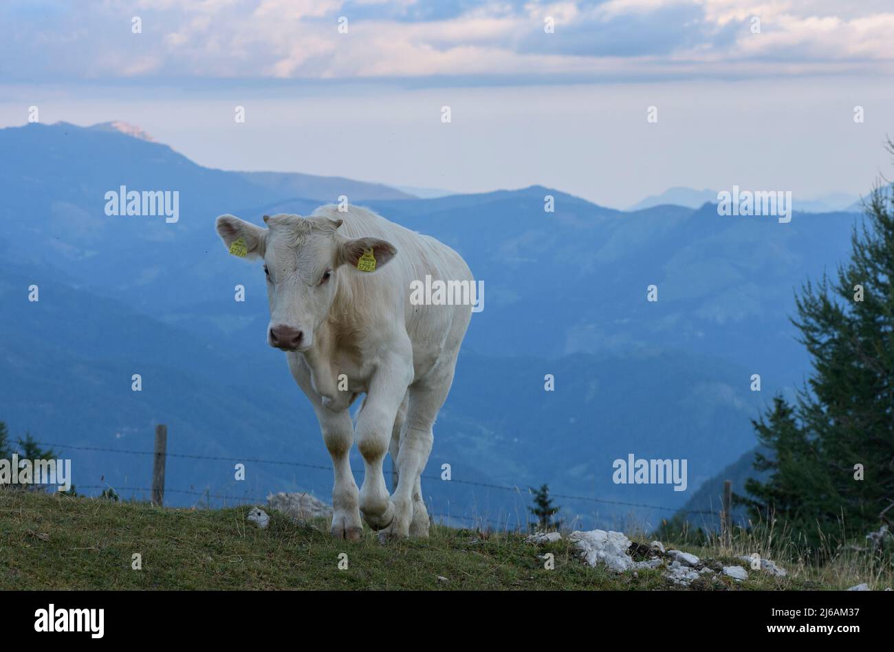 Viehweide auf einem hohen Kalksteinberg, Hochobir, (2139m) in den Karawanken, Österreich. Stockfoto