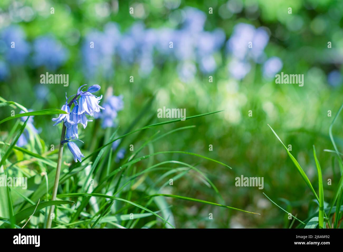 Wunderschöne Bluebells blühen im Frühlingswald. Blaue Bluebell-Blüten mit Platz für Text. Sonniger Frühlingshintergrund. Selektiver Fokus Stockfoto