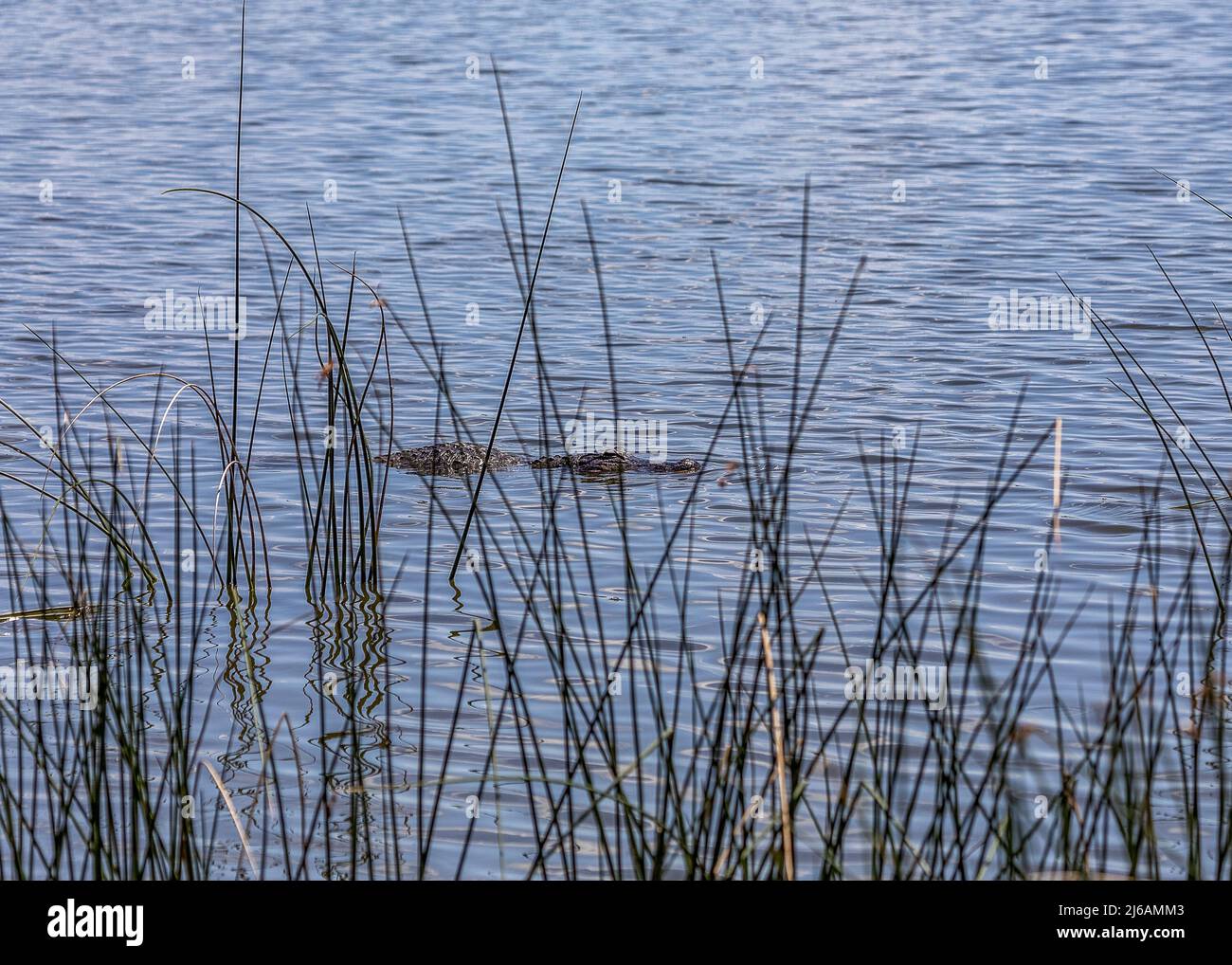 Schwimmen mit Alligatoren im Lake Hancock vom Circle B Bar Reserve aus gesehen Stockfoto