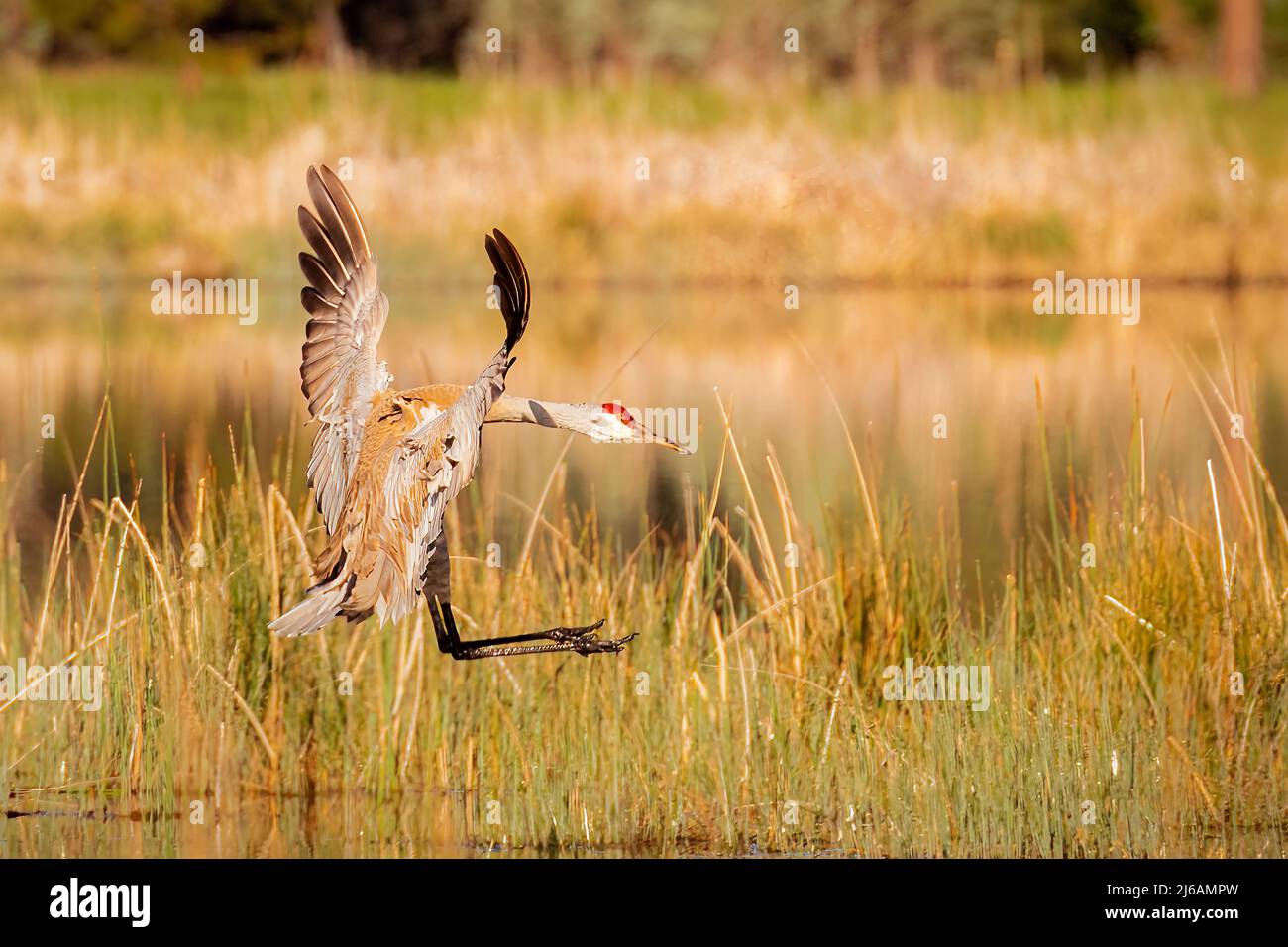 Sandhill Crane (Antigone canadensis) kommt zur Landung. Fotografiert am Crystal Lake in Shasta County, Kalifornien, USA. Stockfoto