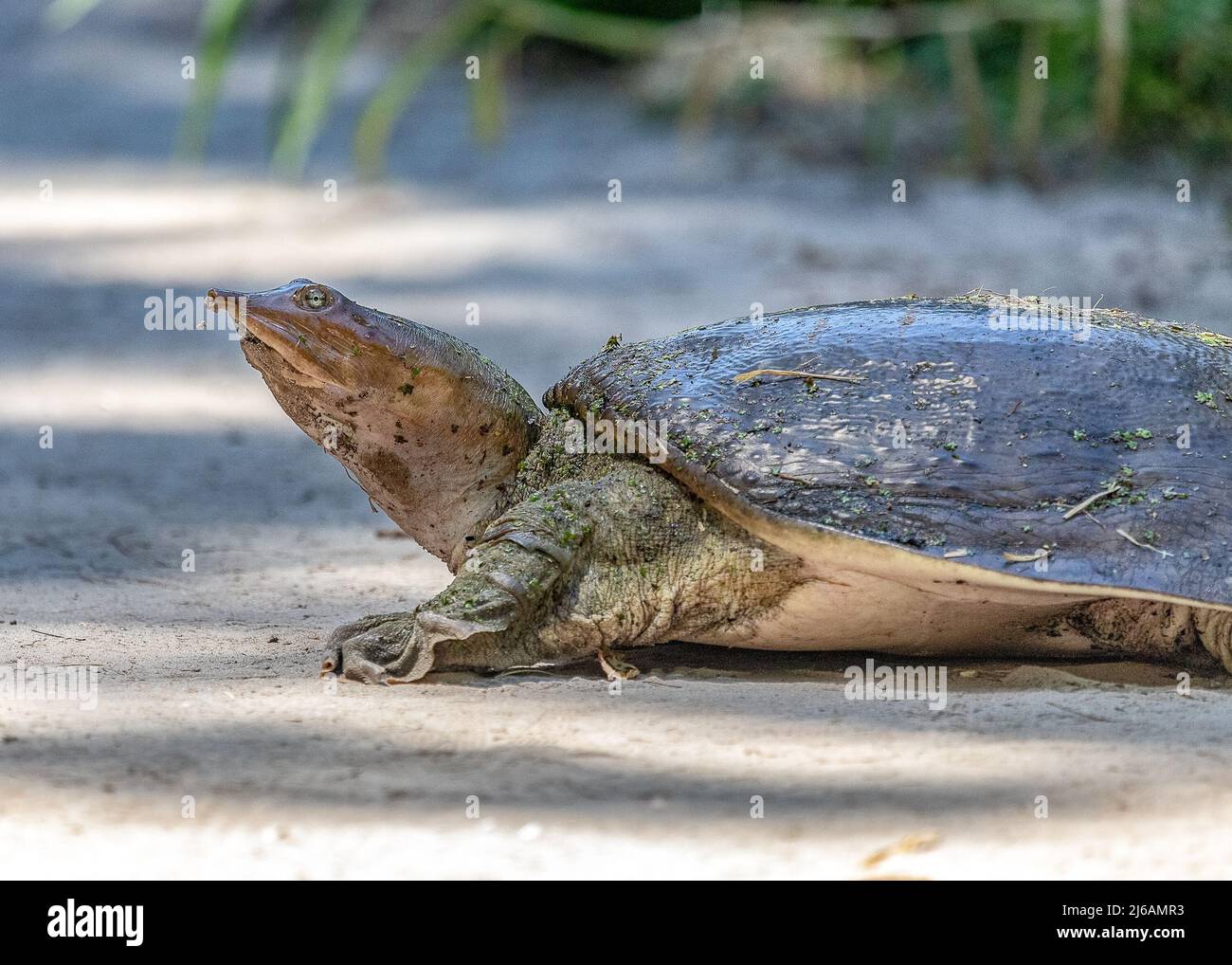 Weichschildkröten kommen aus dem Wasser, um Eier zu legen und von Alligatoren wegzukommen Stockfoto