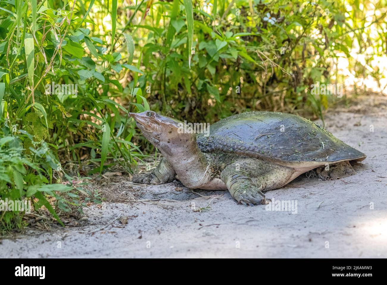 Softshellschildkröten jagen nach einem guten Platz, um Eier zu legen Stockfoto