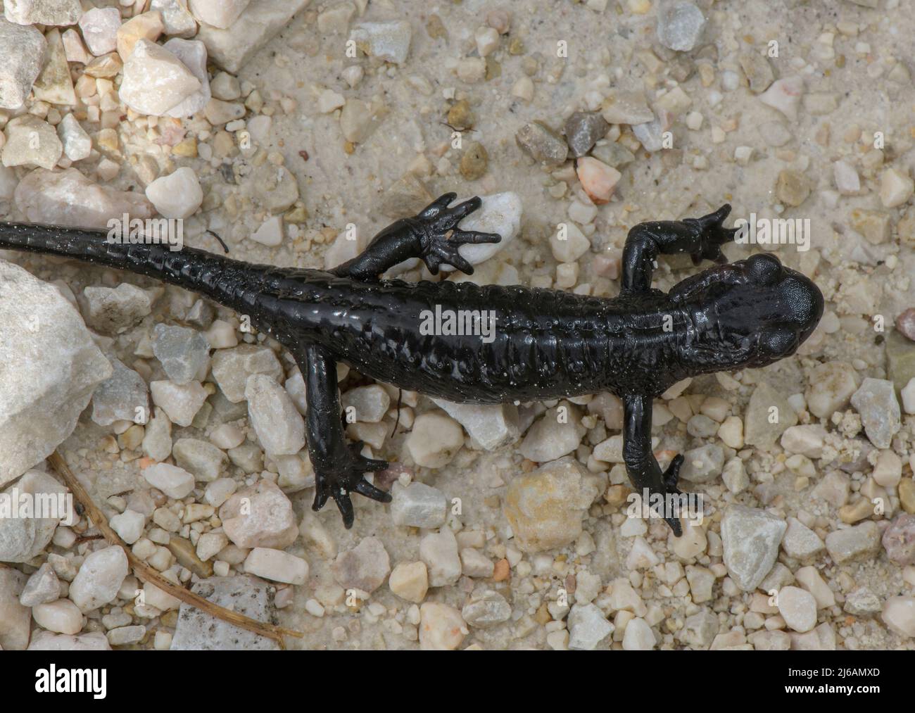 Alpine Salamander, Salamandra atra auf Dolomitenschotter in den Dolomiten. Stockfoto