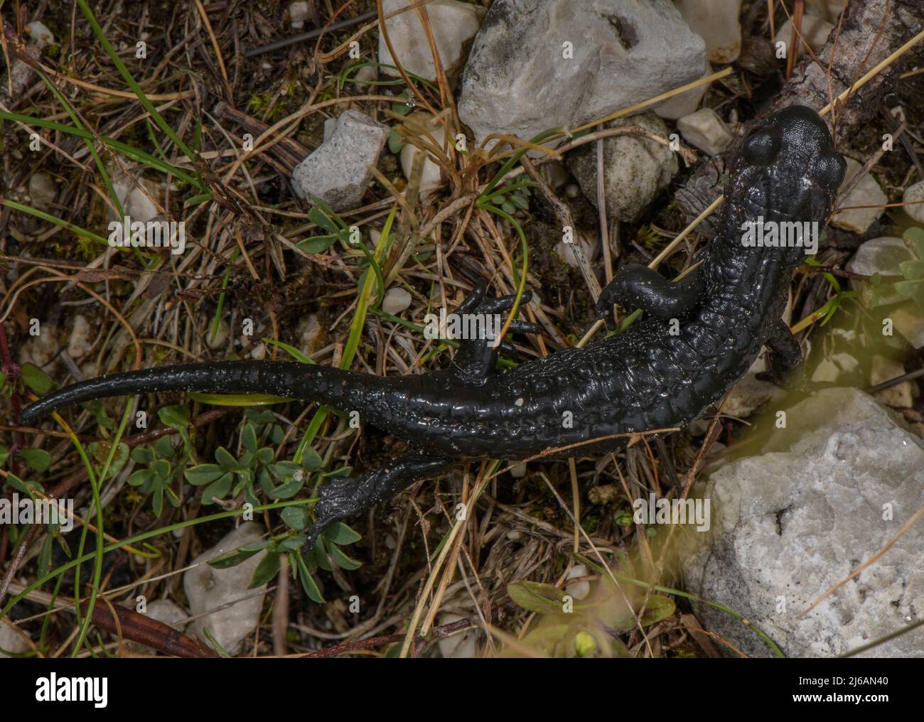 Alpine Salamander, Salamandra atra auf Dolomitenschotter in den Dolomiten. Stockfoto