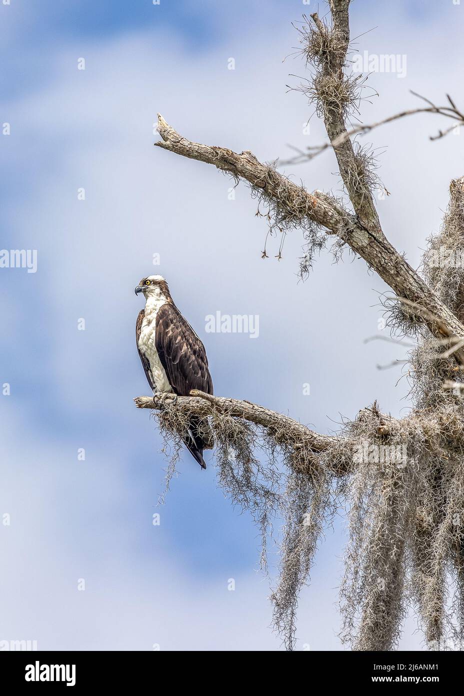 Osprey thront in einem Baum entlang der Promenade am La chua Trail in Gainesville, Florida Stockfoto