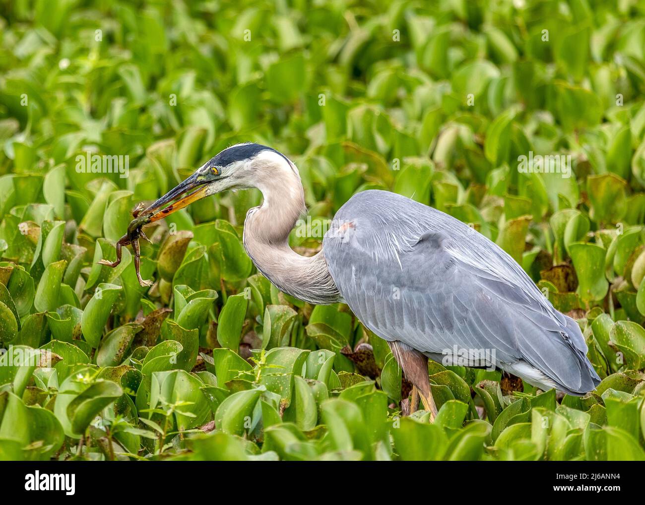 Großer Blaureiher, der einen frisch gefangenen Frosch im Paynes Preserve State Park isst Stockfoto