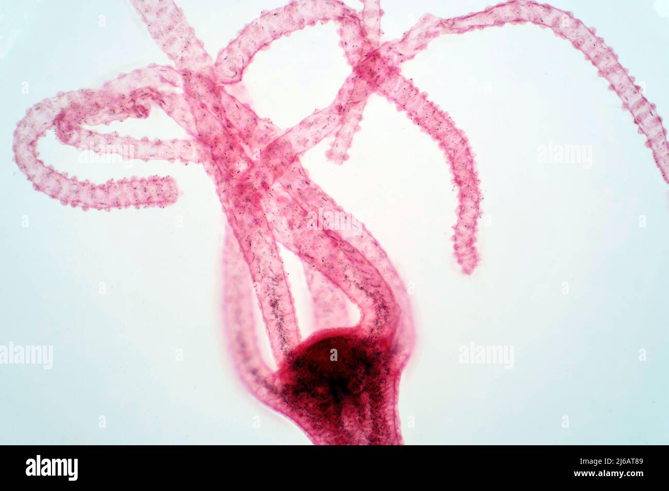 Hydra, leichte Mikrograph Stockfoto