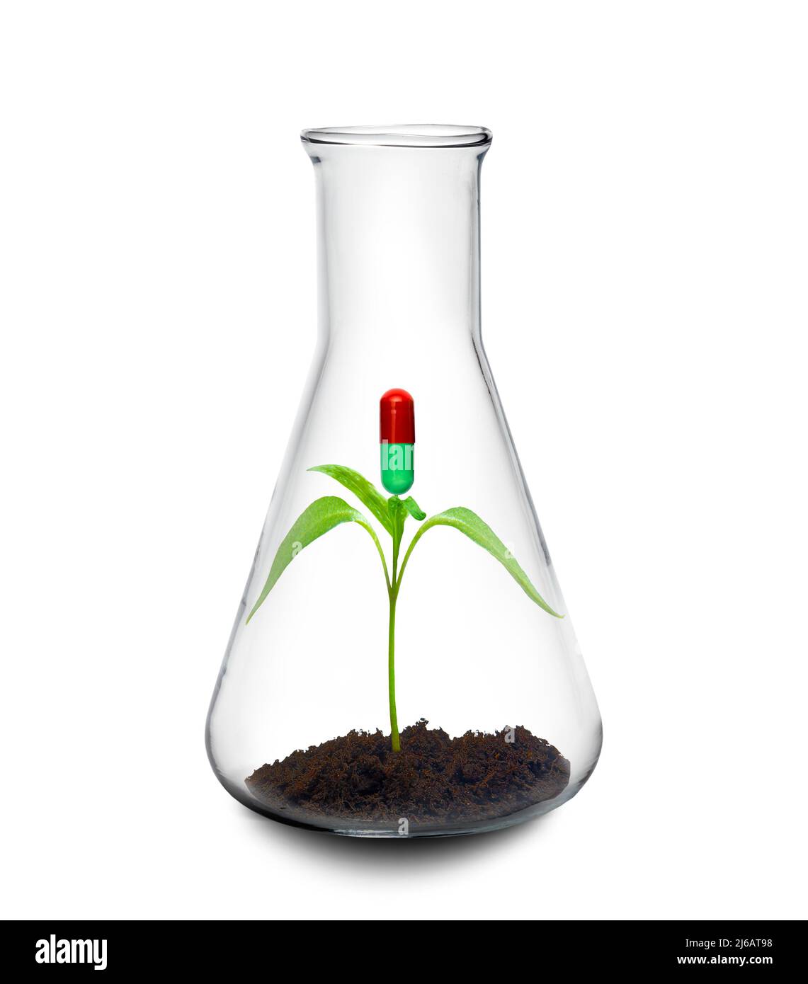 Botanische Forschung für neue Medikamente, konzeptuelles Bild Stockfoto