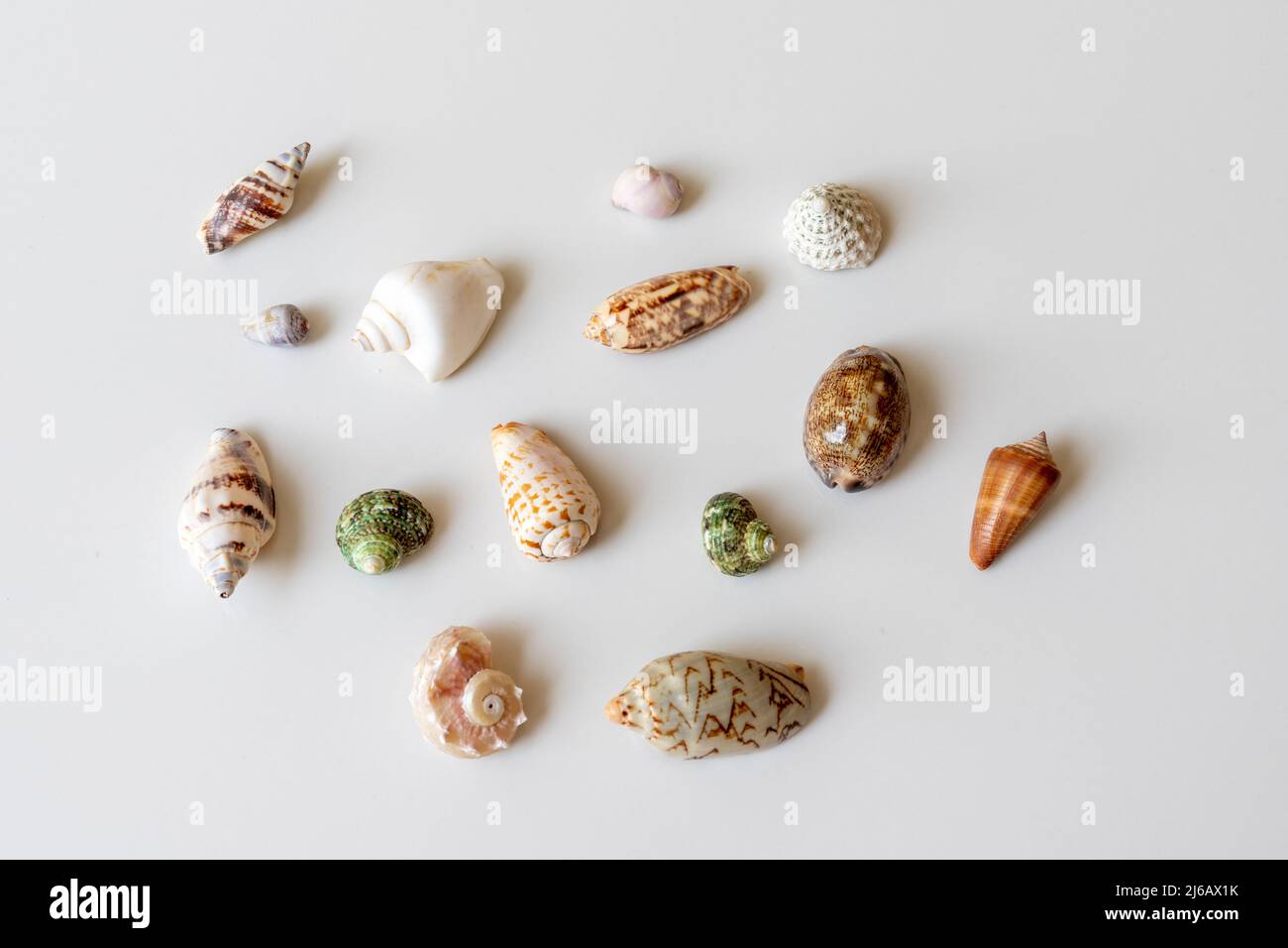 Muschelkollektion auf weißem, isoliertem Hintergrund Stockfoto