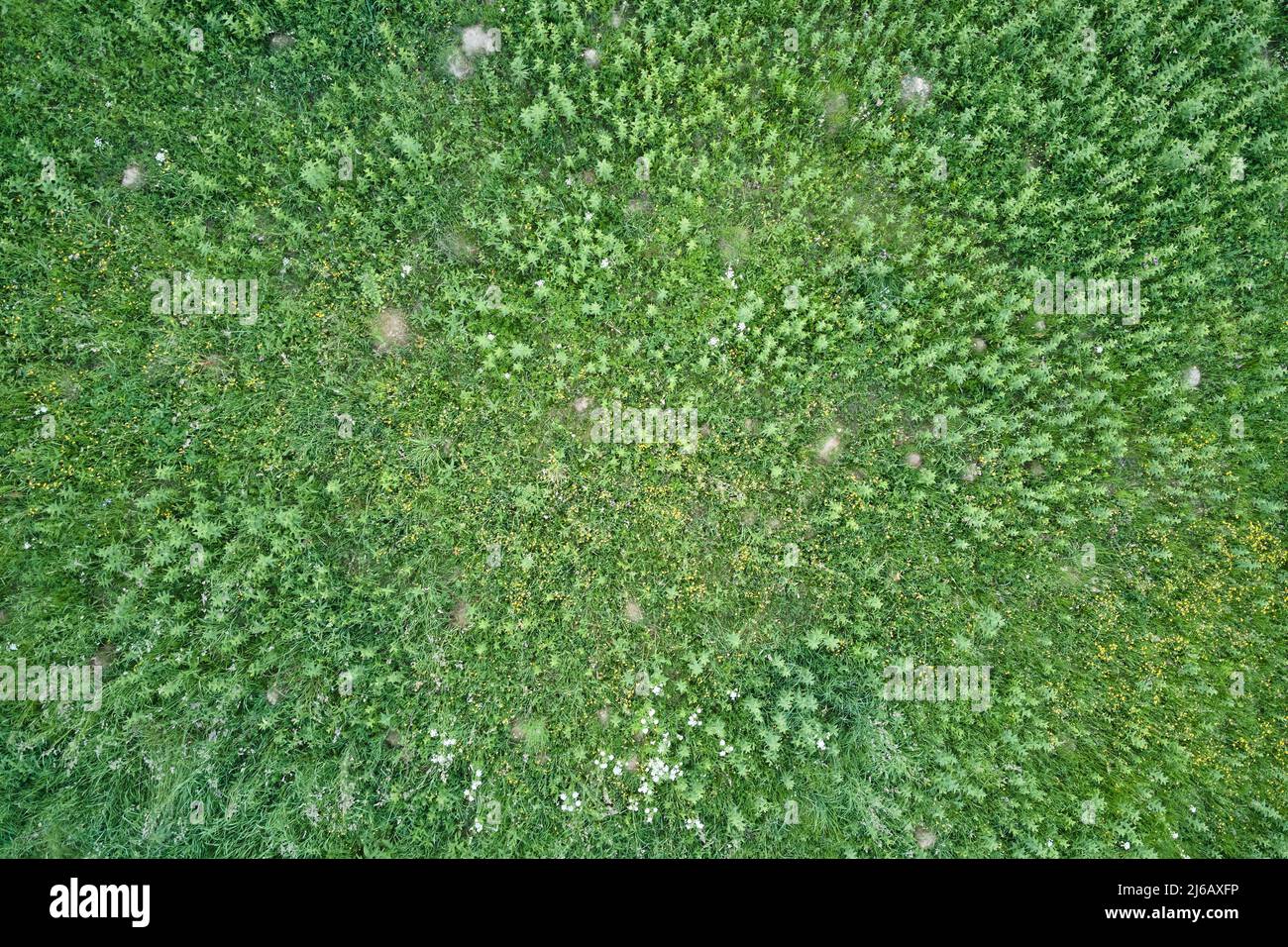 Von oben nach unten flache Luftaufnahme des dunklen üppigen Waldes mit grünen Bäumen Vordächern im Sommer Stockfoto