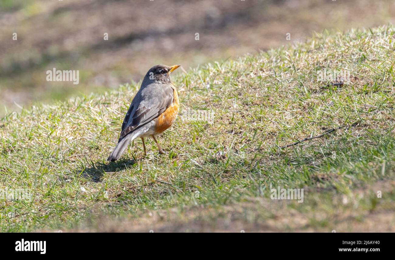 Der amerikanische Robin (Turdus migratorius) ist ein Zeichen des Frühlings in Muskoka Stockfoto