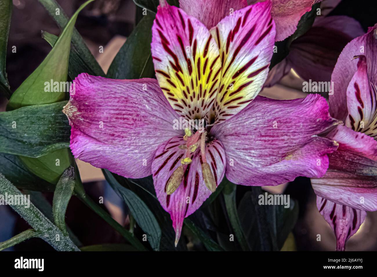 Eine leuchtend farbige Lilie in der Makroansicht, die ihre schönen Farben zeigt Stockfoto