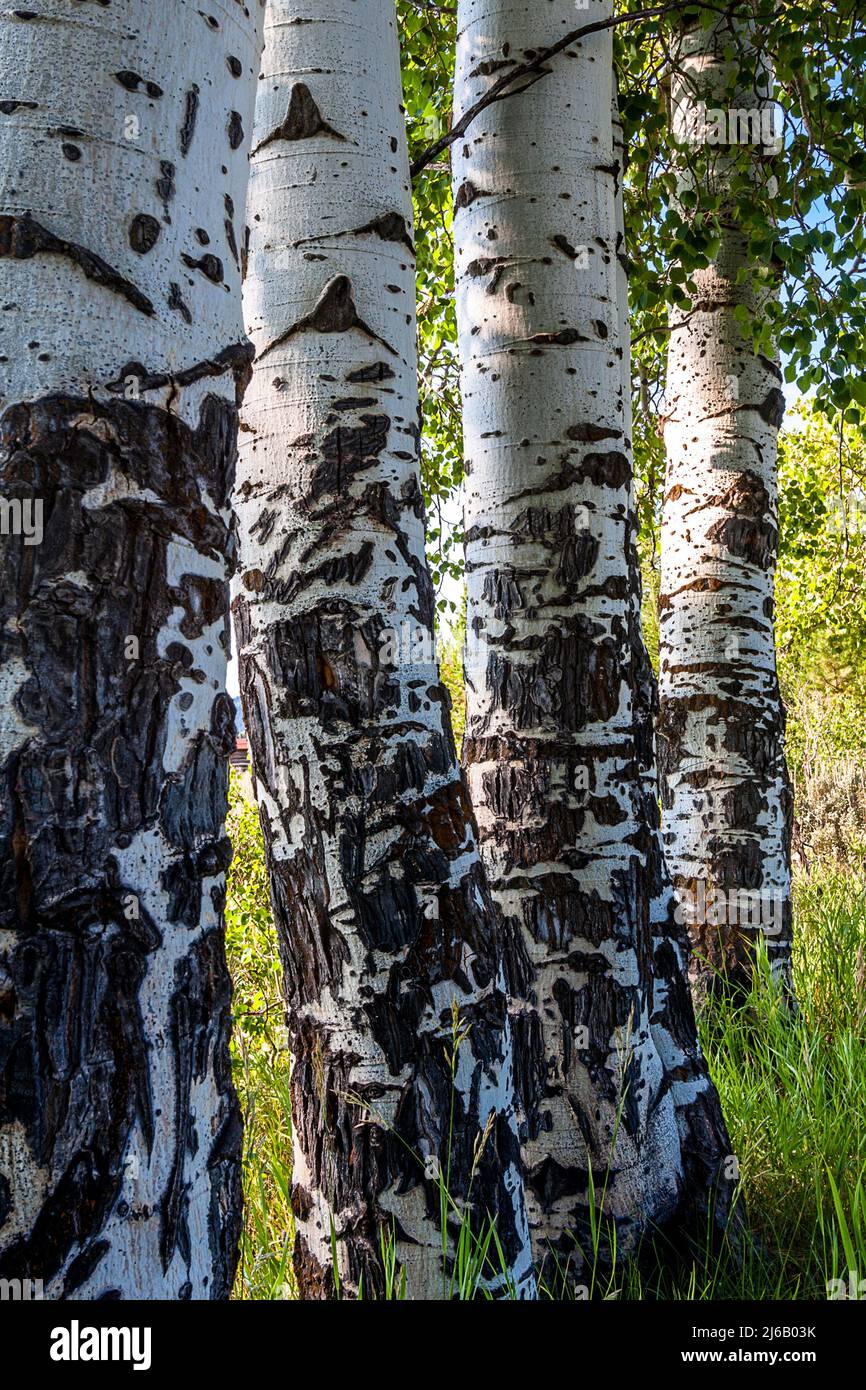 Vier Espen Baumstämme, raue Rinde in einer Reihe in der Grand Teton National Park, Wyoming. Stockfoto