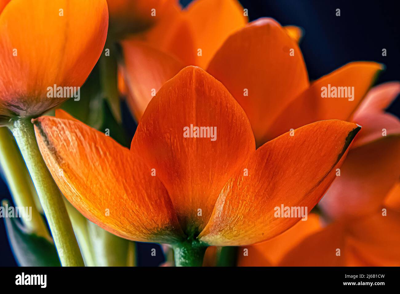 Der orangefarbene Stern ist eine leuchtend orange schöne Pflanze. Stockfoto
