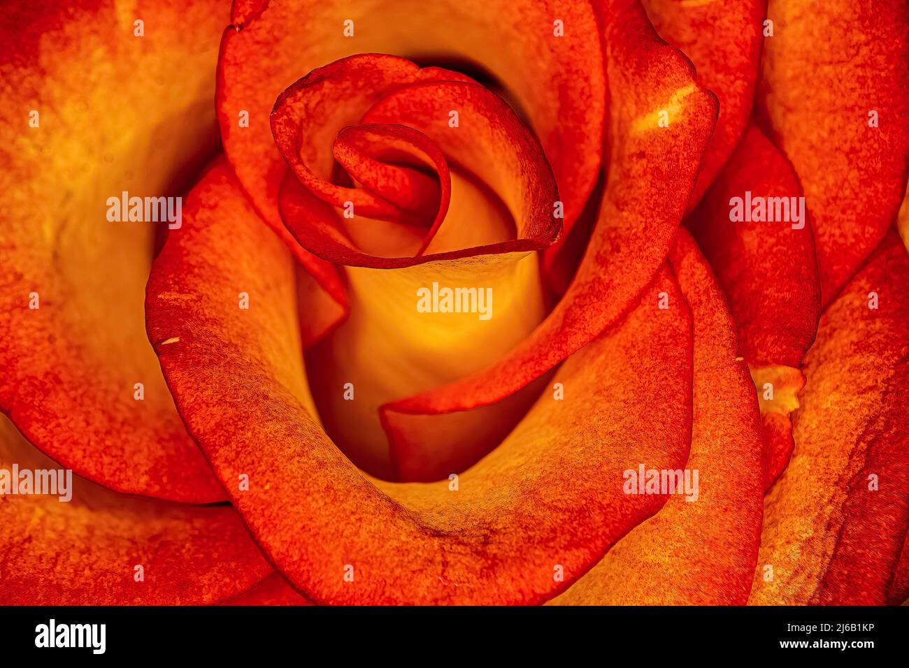 Eine wunderschöne rote Rose mit einem warmen gelben Licht, das sie zum Leuchten bringt Stockfoto