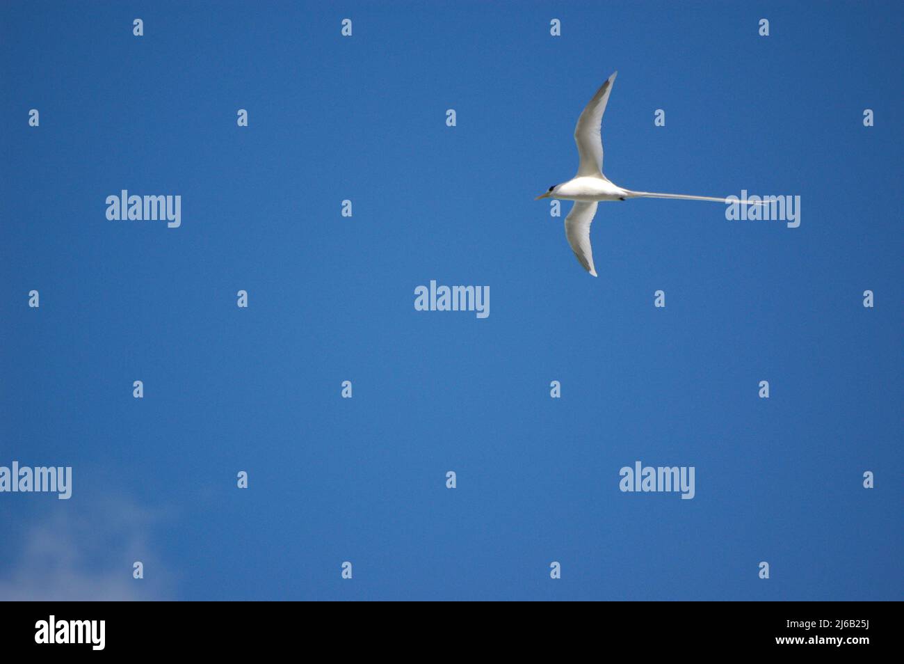 Weiße Möwe mit langem Schwanz Symbol für mauritius Stockfoto