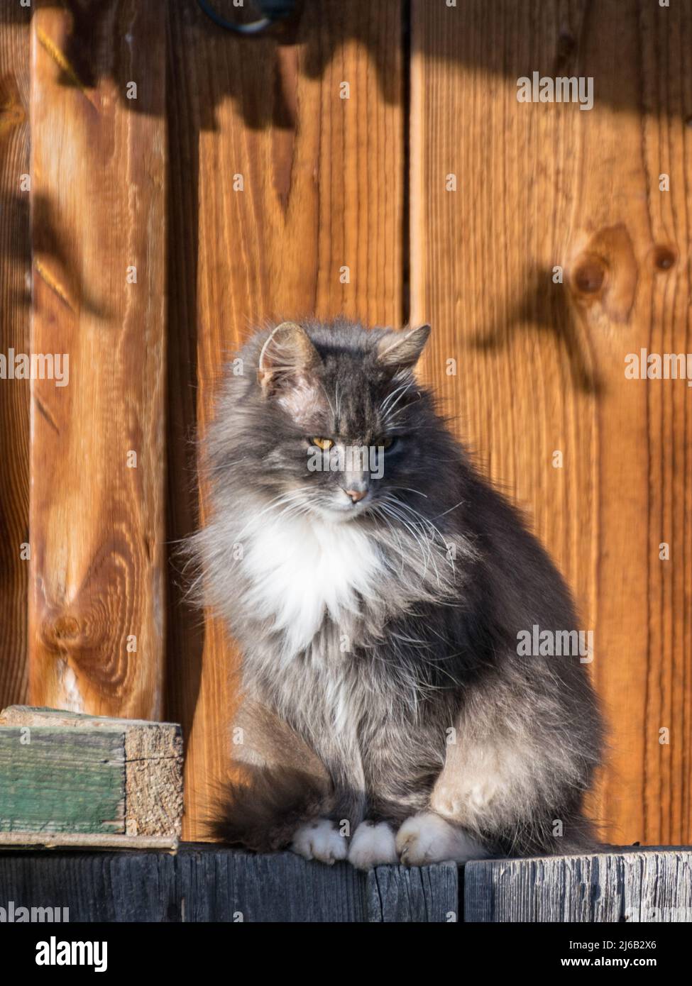 Ein Bild einer grauen Katze, einer in der Sonne aufwärmenden Katze, einer Holzscheune Textur und Schatten im Hintergrund Stockfoto