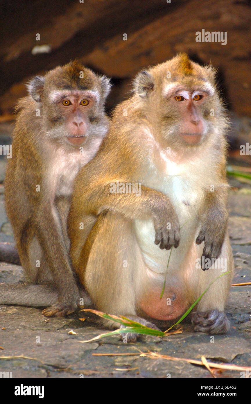 Zwei Affen sitzen nebeneinander Stockfoto