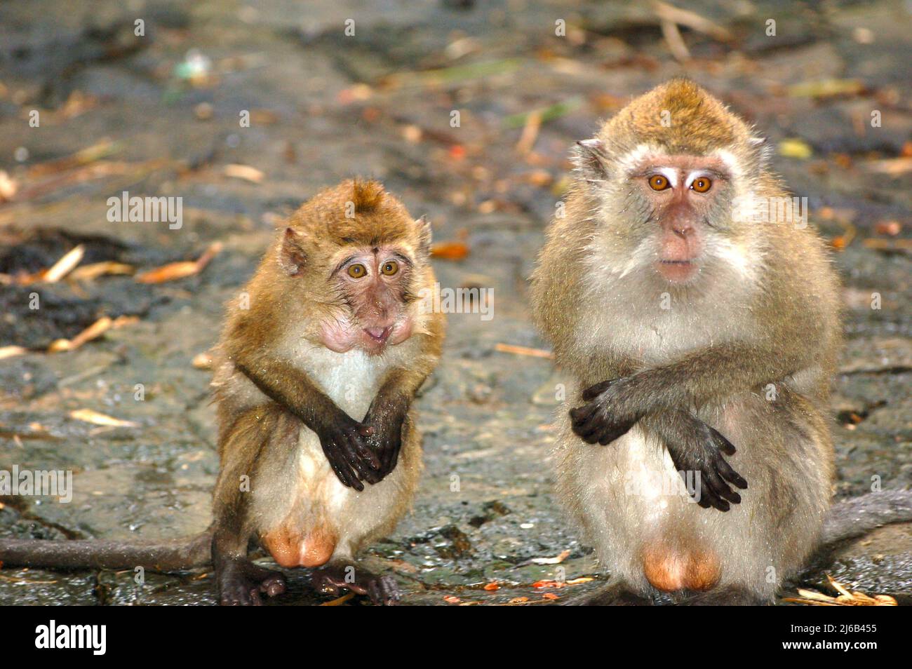 Zwei Affen sitzen nebeneinander Stockfoto