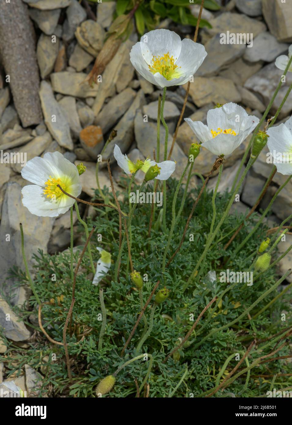 Weiße Form des Alpenmohn, Papaver alpinum, blühend auf hochalpinem Geröll. Stockfoto