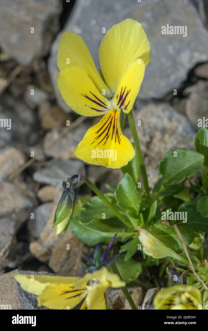 Bergpanse, Viola lutea in Blüte in den Alpen. Stockfoto