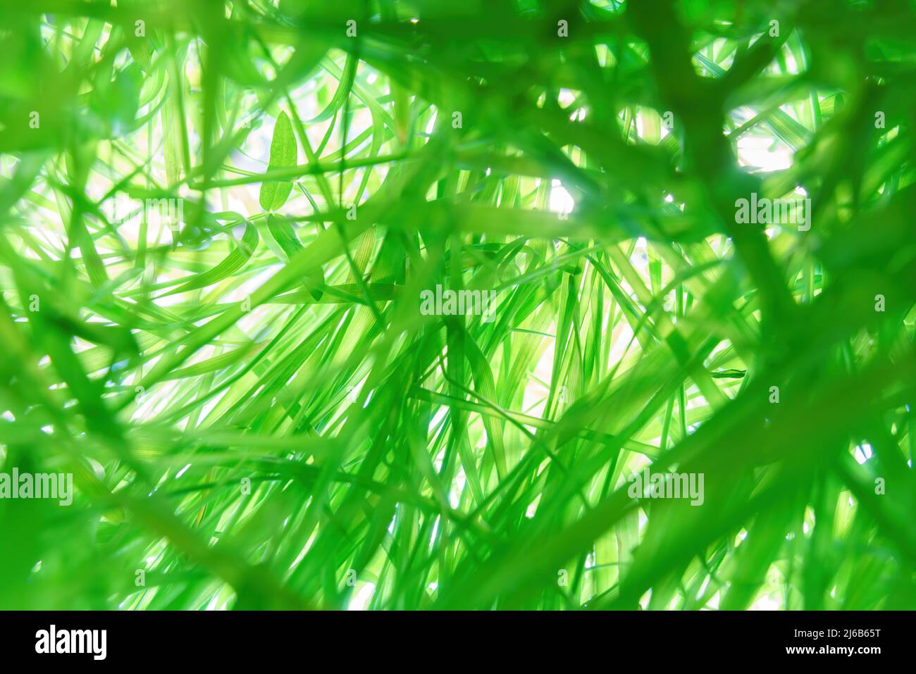 Durch sie verstrickt sich dickes grünes Gras und weißes Licht. Ansicht von unten nach oben, selektiver Fokus auf das Gras Stockfoto
