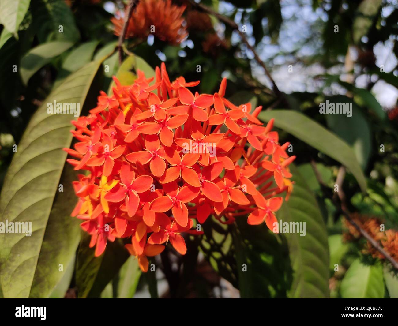 Eine leuchtende Gruppe orangener Ixora chinensis-Blüten blüht inmitten üppig grüner Blätter. Dicht gepackte Blütenblätter und hervorstehende Staubblätter bilden eine abgerundete Form. Stockfoto