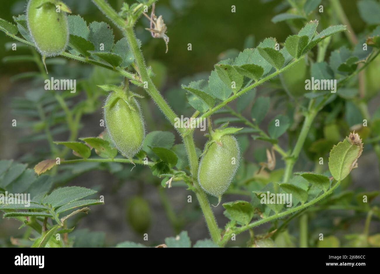 Kichererbsenfrüchte, Cicer arietinum, in Früchten, in Anbau. Stockfoto