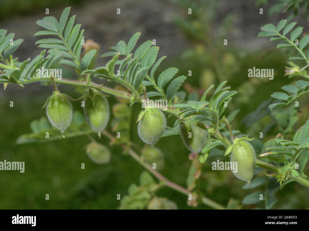 Kichererbsenfrüchte, Cicer arietinum, in Früchten, in Anbau. Stockfoto