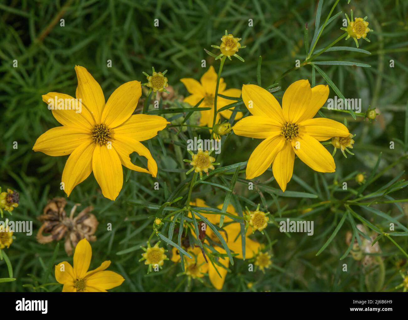 Krauliger Ticksaat, Coreopsis verticillata, blühender Rand im Garten. Aus den USA. Stockfoto