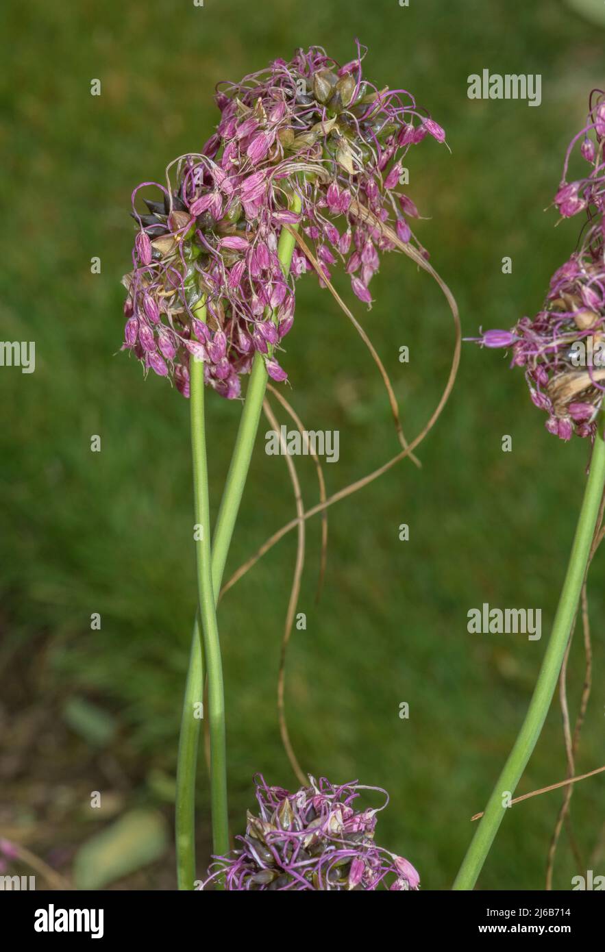Kieliger Knoblauch, Allium carinatum, blühend im Garten. Stockfoto