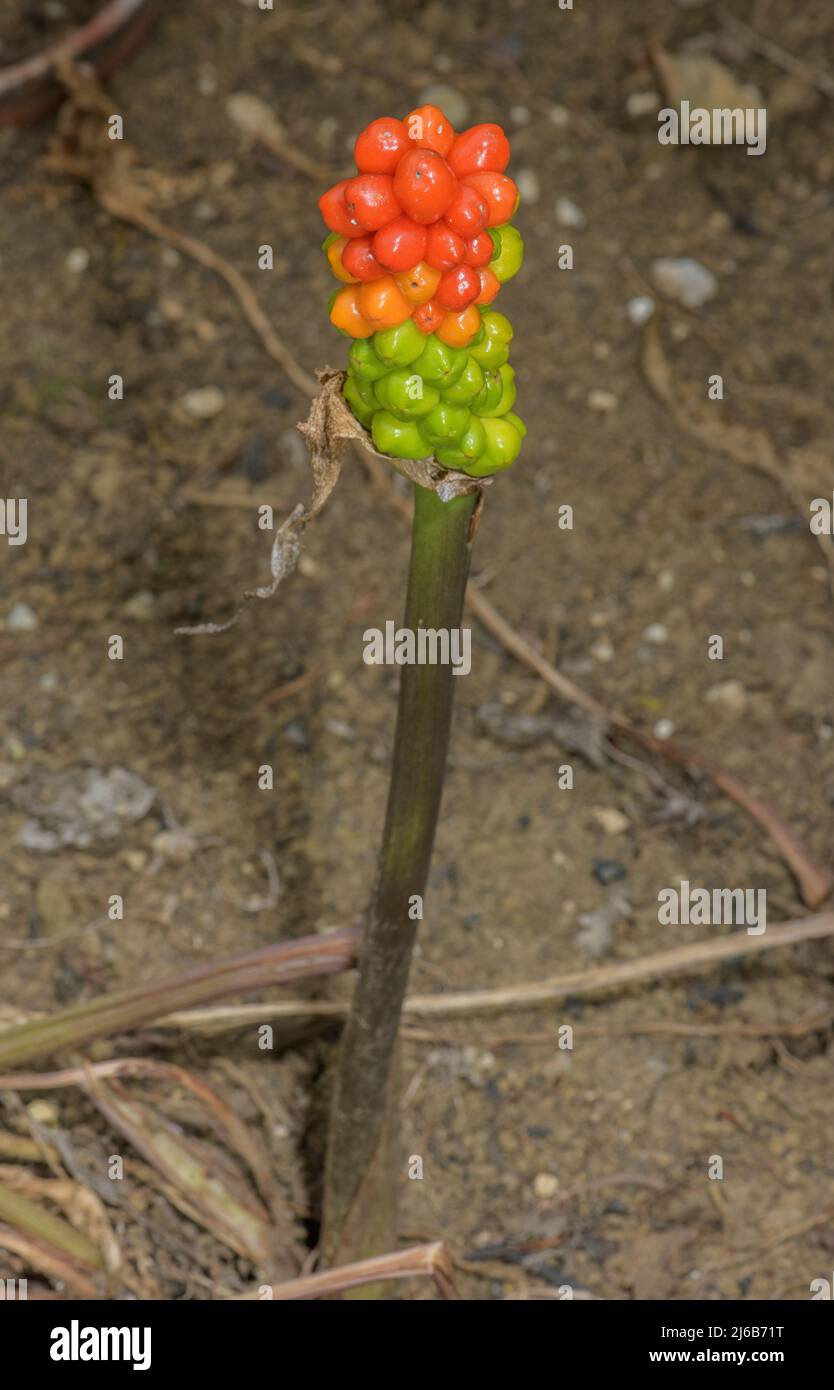 Italienische Herren-und-Damen, Arum italicum, in Obst im Herbst. Stockfoto