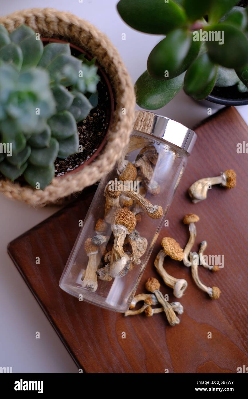 Trocknen Sie Psilocybe Cubensis Pilze in einem Glas auf einem Holzbrett,  umgeben von Zimmerpflanzen. Life Style Mikrodosierkonzept Stockfotografie -  Alamy