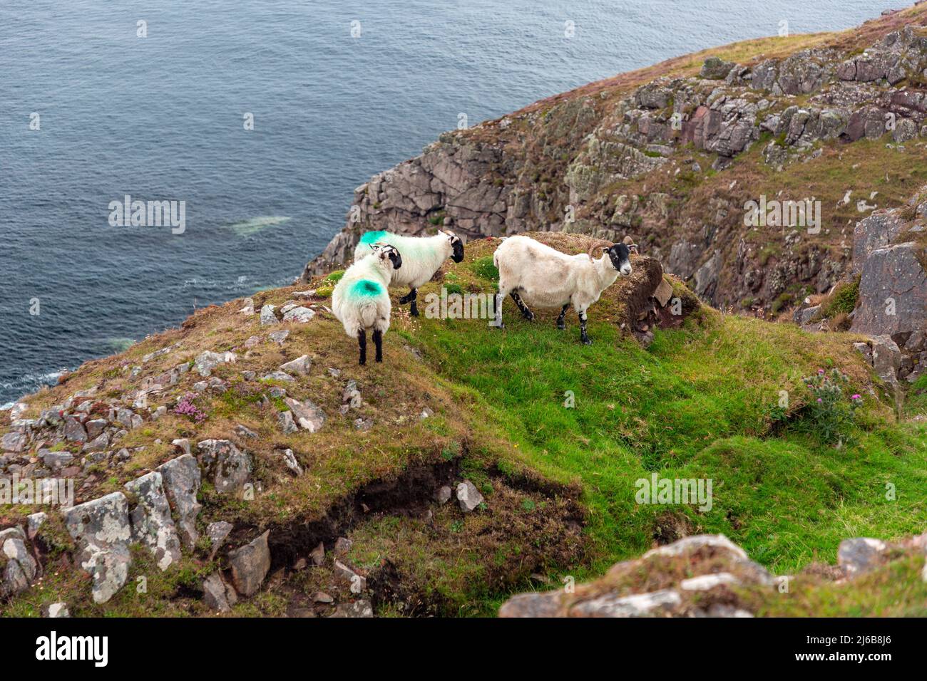 Schottisches Schwarzgesicht Freilandschaf britische Schafe, Mutterschafe mit Lämmern, grasen auf den Weiden zwischen Stoer Leuchtturm und Old man of Stoer Stockfoto