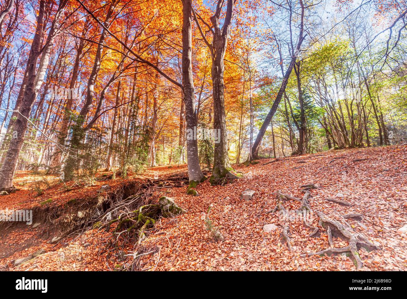 Betato-Wald in Piedramita de Jaca, Huesca, Spanien Stockfoto