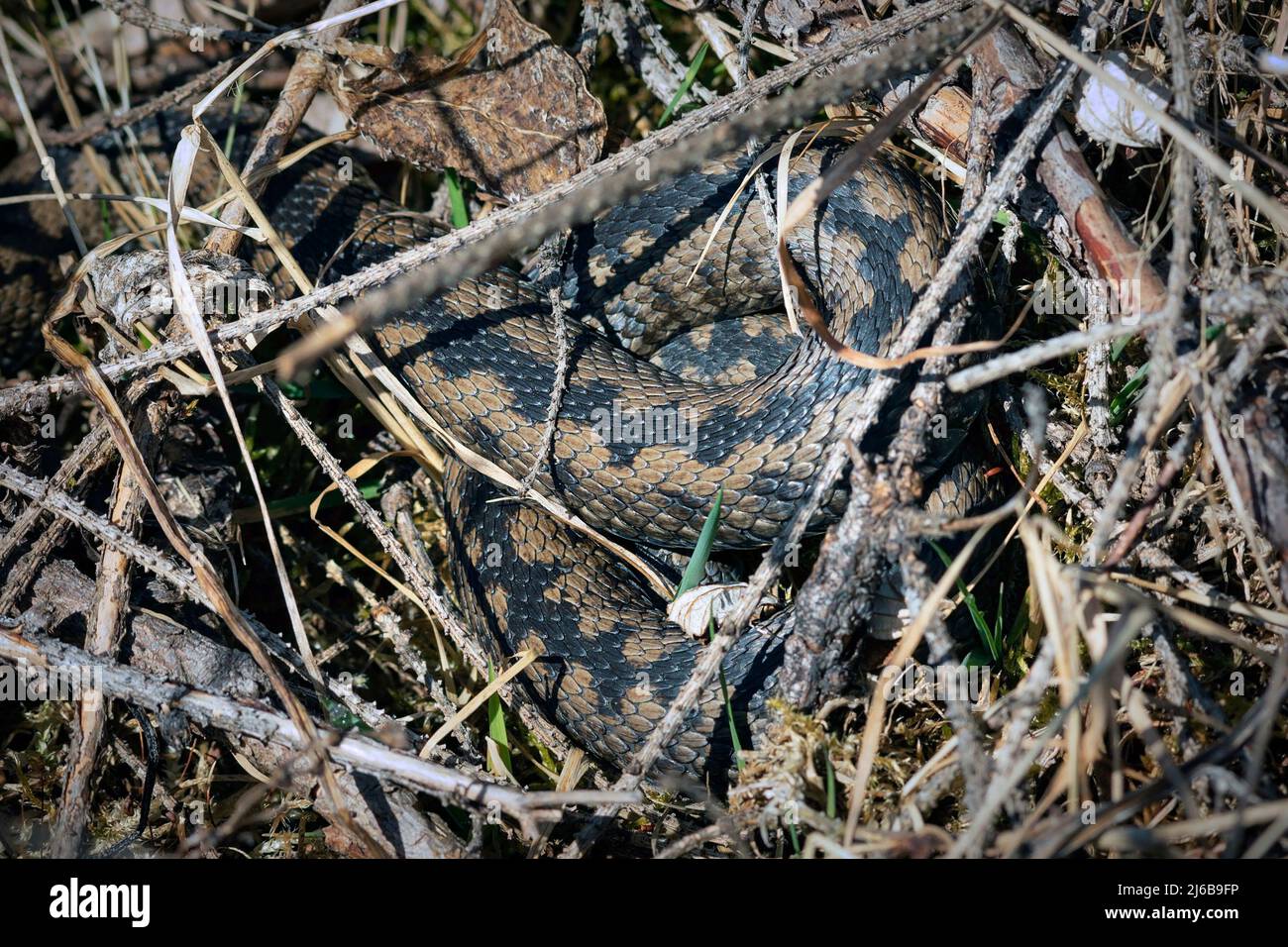 Getarnte giftige europäische Schlange, Vipera berus in natürlichem Lebensraum Stockfoto