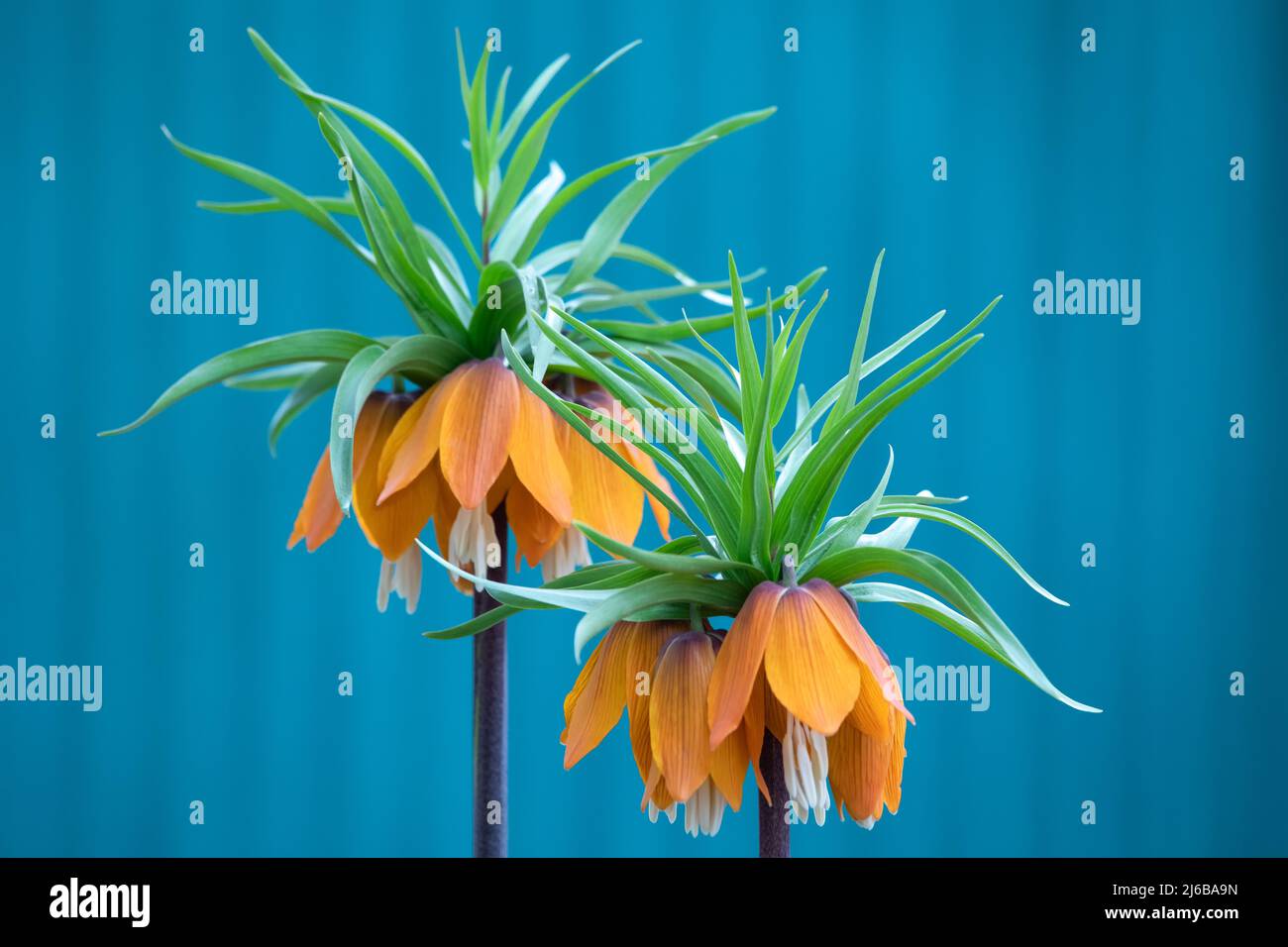 Fritillaria imperialis, Krone kaiserlich, Fritillary oder kaiser Krone, ist eine Art der blühenden Pflanze in der Familie der Lilie. Fritillaria imperialis, nah- Stockfoto