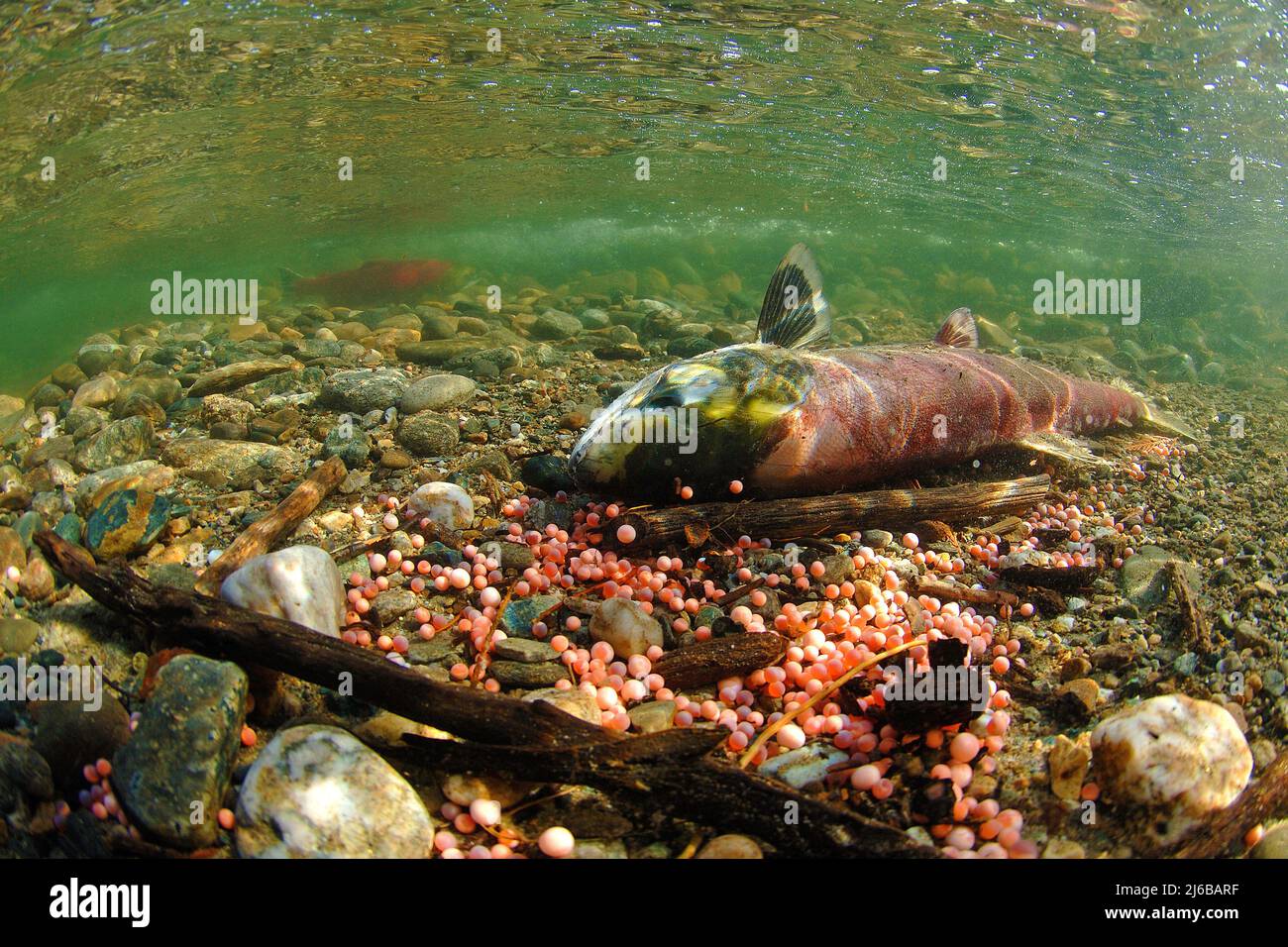 Toter Sockeye Salmon (Oncorhynchus nerka), am Adams River, starb nach dem Laichen im Roderick Haig-Brown Provincial Park, British Columbia, Kanada Stockfoto