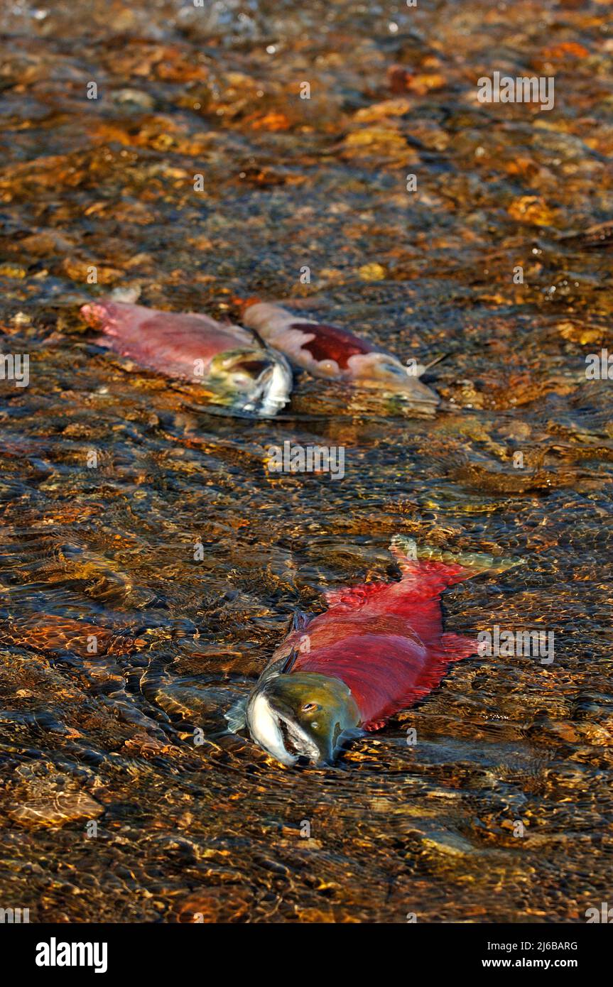 Toter Sockeye Salmon (Oncorhynchus nerka), am Adams River, starb nach dem Laichen im Roderick Haig-Brown Provincial Park, British Columbia, Kanada Stockfoto