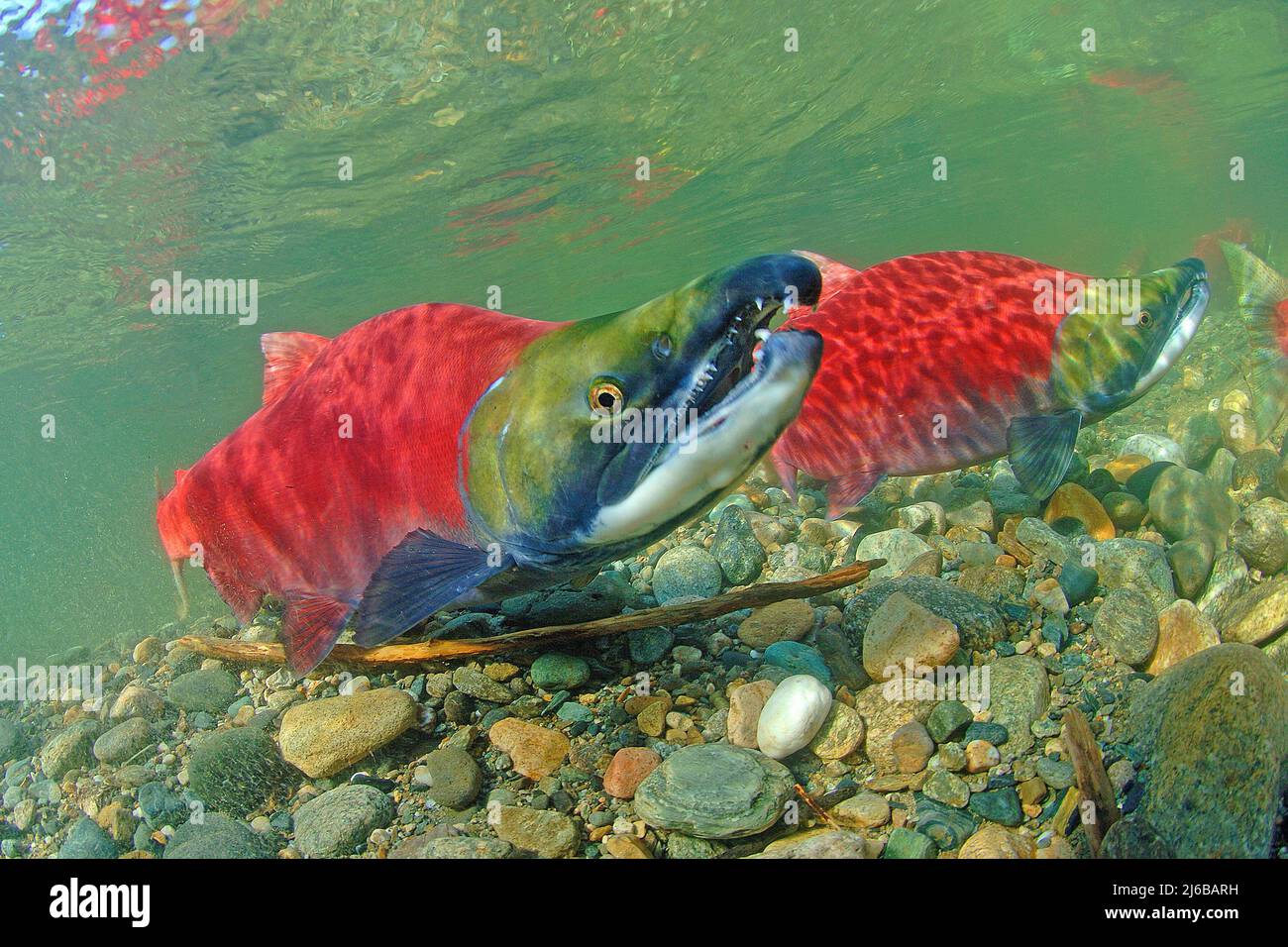 Sockeye Salmons (Oncorhynchus nerka), Schwimmen auf dem Adams River, Roderick Haig-Brown Provincial Park, British Columbia, Kanada Stockfoto