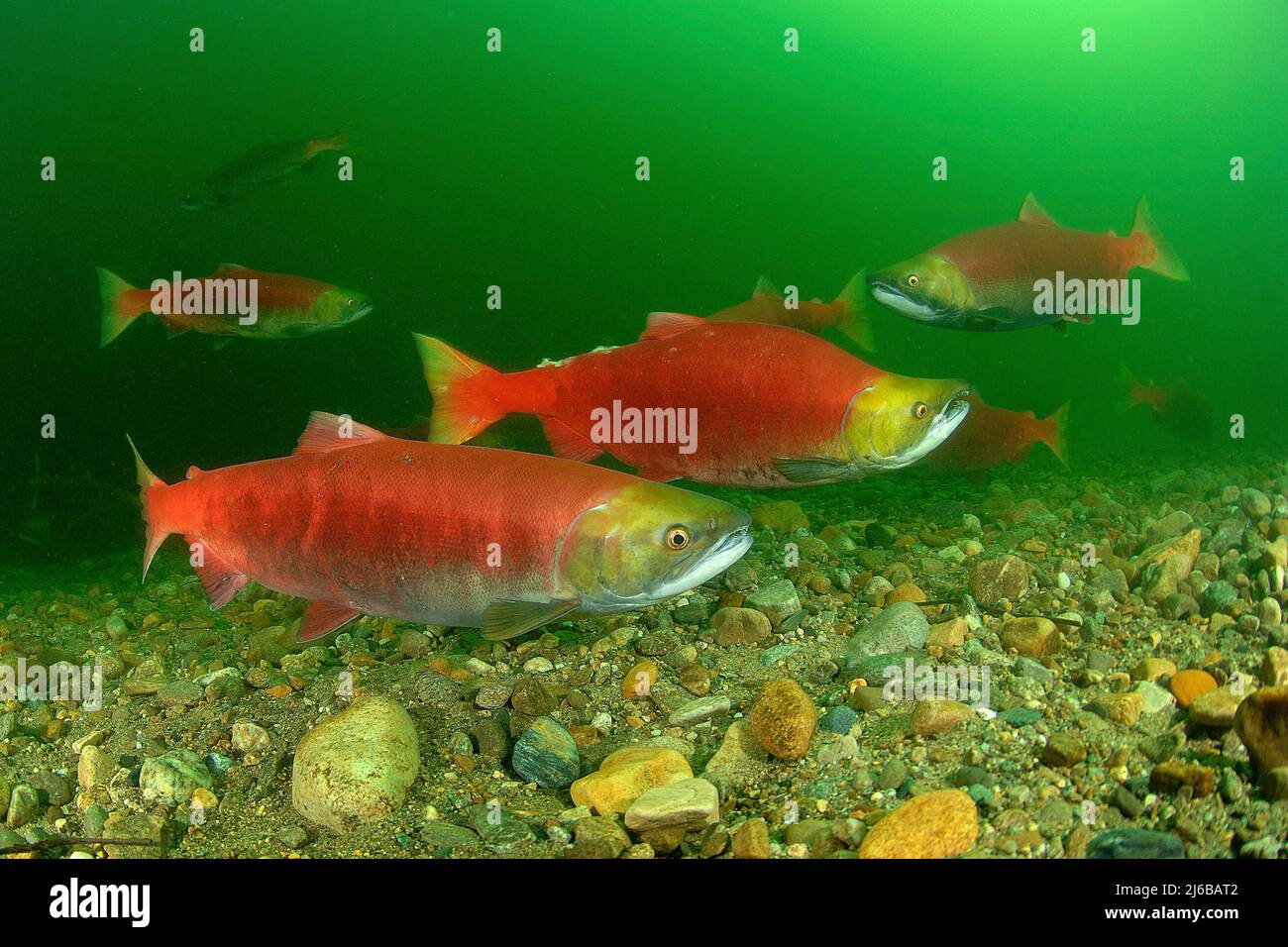 Sockeye Salmons (Oncorhynchus nerka), Schwimmen auf dem Adams River, Roderick Haig-Brown Provincial Park, British Columbia, Kanada Stockfoto