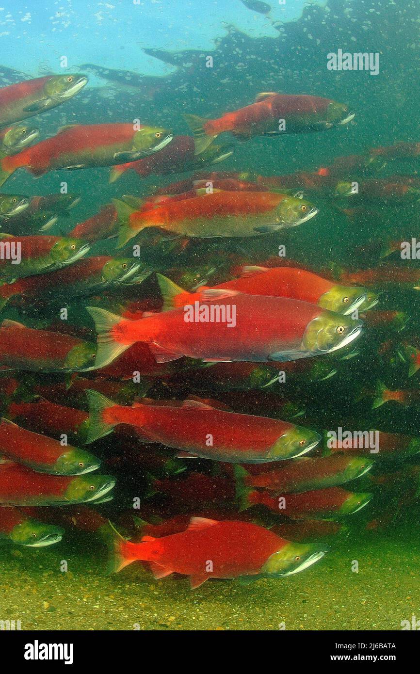 Eine Schulzeit von Sockeye Salmons (Oncorhynchus nerka), die den Adams River hinauf schwimmen, Roderick Haig-Brown Provincial Park, British Columbia, Kanada Stockfoto